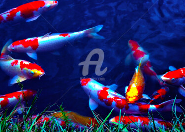 Photography titled "Group of Koi #1" by Clement Tsang, Original Artwork, Digital Photography