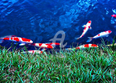 Photography titled "Group of Koi #3" by Clement Tsang, Original Artwork, Digital Photography