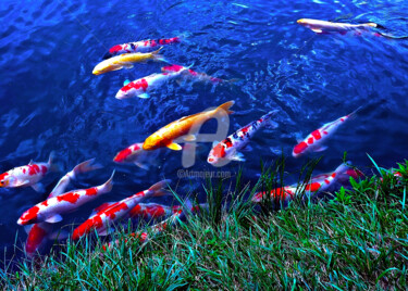 Photography titled "Group of Koi #4" by Clement Tsang, Original Artwork, Digital Photography