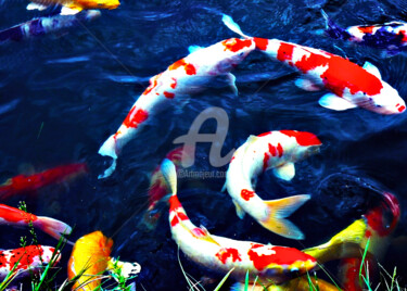 Photography titled "Group of Koi #2" by Clement Tsang, Original Artwork, Digital Photography