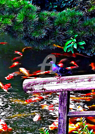 Photography titled "A Pigeon is Watchin…" by Clement Tsang, Original Artwork, Digital Photography