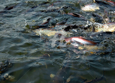 Fotografia intitolato "Large Group of Fish…" da Clement Tsang, Opera d'arte originale, Fotografia digitale