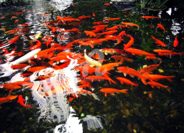Fotografia intitulada "Golden Fish in pond…" por Clement Tsang, Obras de arte originais, Fotografia digital