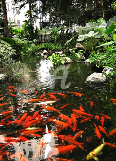 Fotografia intitulada "Golden Fish in pond…" por Clement Tsang, Obras de arte originais, Fotografia digital
