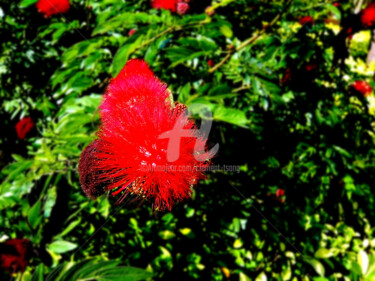 Photography titled "Flower of Calliandr…" by Clement Tsang, Original Artwork, Digital Photography