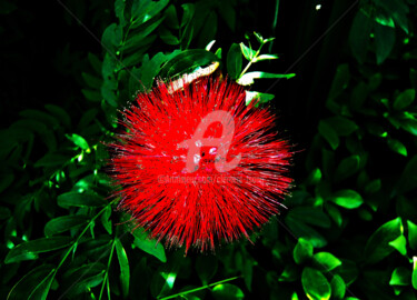 Photography titled "Flower of Calliandr…" by Clement Tsang, Original Artwork, Digital Photography