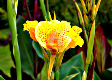 Photography titled "Flower of Canna Ind…" by Clement Tsang, Original Artwork, Digital Photography