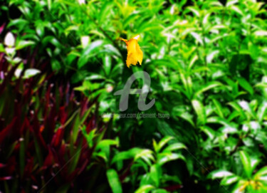 Fotografie mit dem Titel "Dried Yellow Flower…" von Clement Tsang, Original-Kunstwerk, Digitale Fotografie