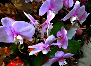 Photography titled "Violet Phalaenopsis…" by Clement Tsang, Original Artwork, Digital Photography