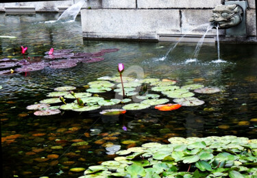 Photography titled "Lotus on Pond in Ho…" by Clement Tsang, Original Artwork, Digital Photography