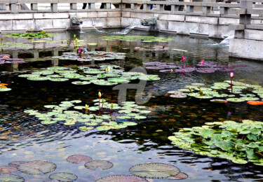 摄影 标题为“Lotus on Pond in Ho…” 由Clement Tsang, 原创艺术品, 数码摄影