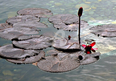 摄影 标题为“Lotus on Pond in Ho…” 由Clement Tsang, 原创艺术品, 数码摄影