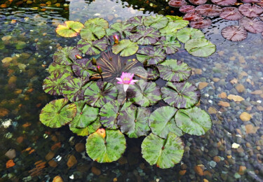 Photography titled "Lotus on Pond in Ho…" by Clement Tsang, Original Artwork, Digital Photography
