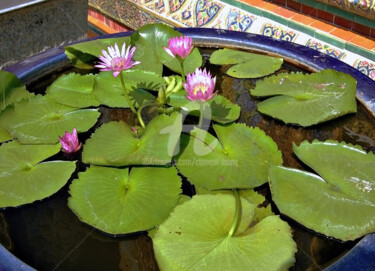 Photography titled "Thailand - Lotus an…" by Clement Tsang, Original Artwork, Digital Photography