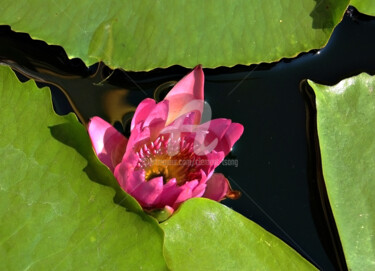Fotografie mit dem Titel "Thailand - Lotus an…" von Clement Tsang, Original-Kunstwerk, Digitale Fotografie