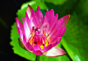 Photography titled "Thailand - Lotus an…" by Clement Tsang, Original Artwork, Digital Photography