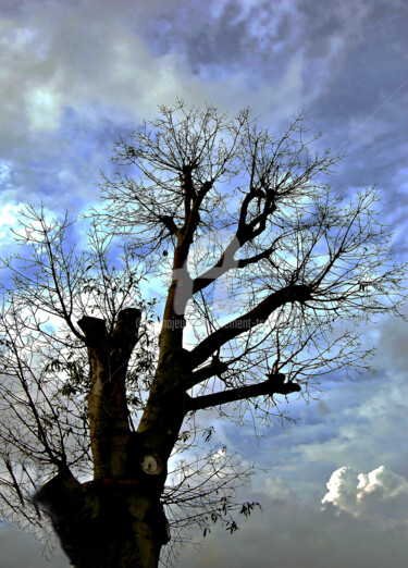 Фотография под названием "Blue Sky and Bare T…" - Clement Tsang, Подлинное произведение искусства, Цифровая фотография