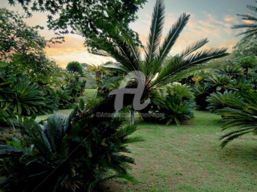 Photography titled "Cycas revoluta in J…" by Clement Tsang, Original Artwork, Digital Photography