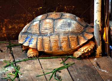 Photographie intitulée "Tortoise for Sale i…" par Clement Tsang, Œuvre d'art originale, Photographie numérique