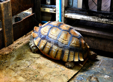 Photography titled "Tortoise for Sale i…" by Clement Tsang, Original Artwork, Digital Photography