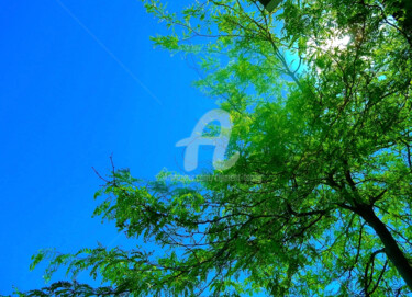 Fotografie getiteld "Blue Sky and Tree i…" door Clement Tsang, Origineel Kunstwerk, Digitale fotografie