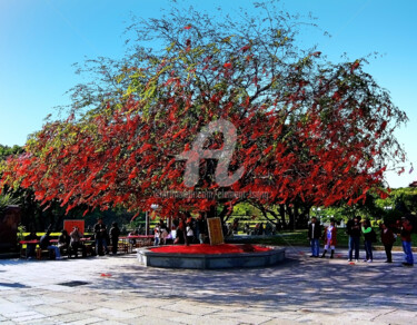 Φωτογραφία με τίτλο "Red Lucky Tree in C…" από Clement Tsang, Αυθεντικά έργα τέχνης, Ψηφιακή φωτογραφία