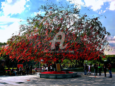 Photography titled "Red Lucky Tree in C…" by Clement Tsang, Original Artwork, Digital Photography