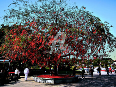 Photography titled "Red Lucky Tree in C…" by Clement Tsang, Original Artwork, Digital Photography