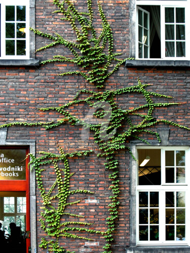 Photography titled "Plant on Wall in Wa…" by Clement Tsang, Original Artwork, Digital Photography