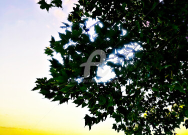Fotografía titulada "Sun Shine and Tree…" por Clement Tsang, Obra de arte original, Fotografía digital