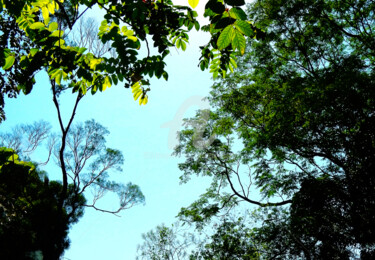 "Tree and Sky in Hon…" başlıklı Fotoğraf Clement Tsang tarafından, Orijinal sanat, Dijital Fotoğrafçılık