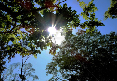 Fotografia intitolato "Sun Shine and Tree…" da Clement Tsang, Opera d'arte originale, Fotografia digitale
