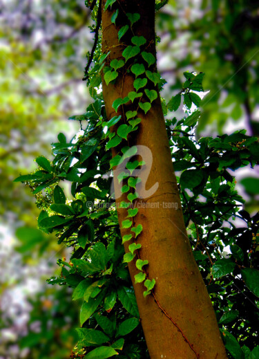 Photography titled "Leaves on tree trun…" by Clement Tsang, Original Artwork, Digital Photography