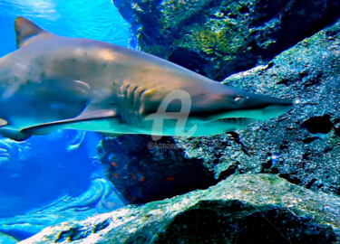 Photographie intitulée "The Shark in Deep S…" par Clement Tsang, Œuvre d'art originale, Photographie numérique