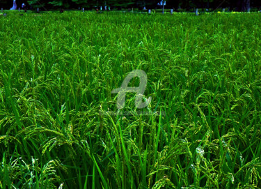 Photographie intitulée "The Green Field in…" par Clement Tsang, Œuvre d'art originale, Photographie numérique