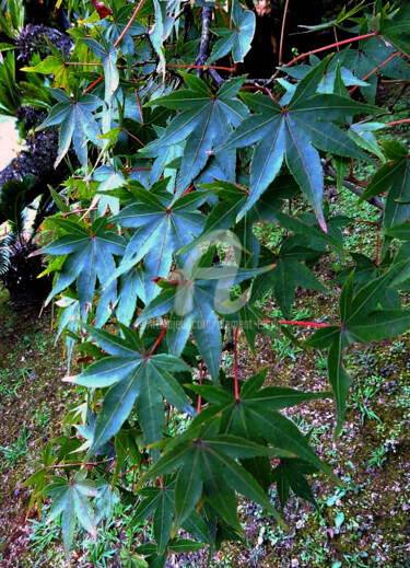 Fotografia intitolato "Japan - Green Leaves" da Clement Tsang, Opera d'arte originale, Fotografia digitale