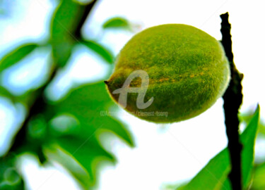 Photography titled "The Green Plum in H…" by Clement Tsang, Original Artwork, Digital Photography