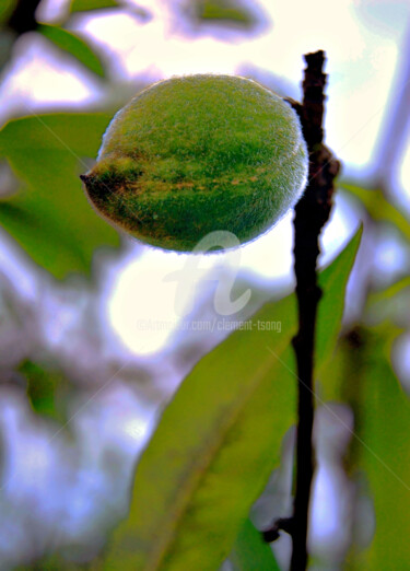 Photography titled "The Green Plum in H…" by Clement Tsang, Original Artwork, Digital Photography