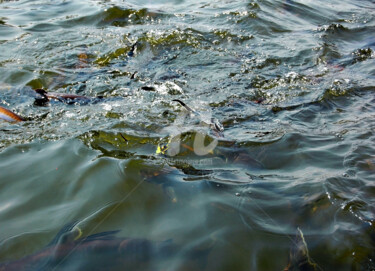 Fotografia intitolato "Large Group of Fish…" da Clement Tsang, Opera d'arte originale, Fotografia digitale