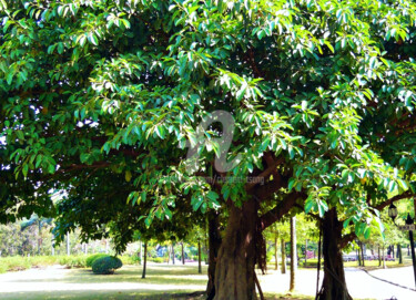 Photographie intitulée "Line of Green Tree…" par Clement Tsang, Œuvre d'art originale, Photographie numérique