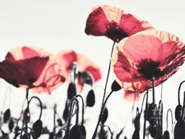 Photography titled "Coquelicots" by Clémentine Palud, Original Artwork