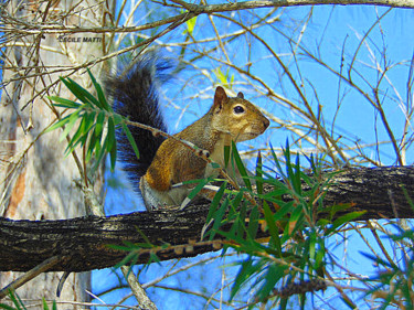 Photography titled "L’ÉCUREUIL !" by Cecile Matti, Original Artwork