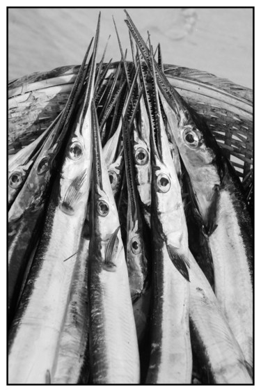 Photography titled "fish-eyes.jpg" by Chupalia, Original Artwork