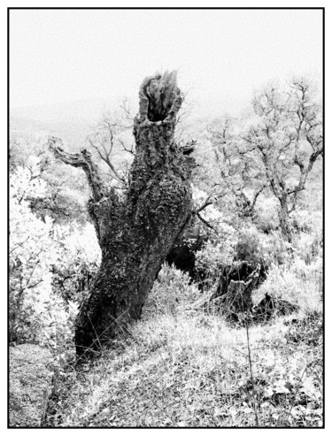 Fotografia intitulada "Peuple-de-la-forêt#2" por Chupalia, Obras de arte originais