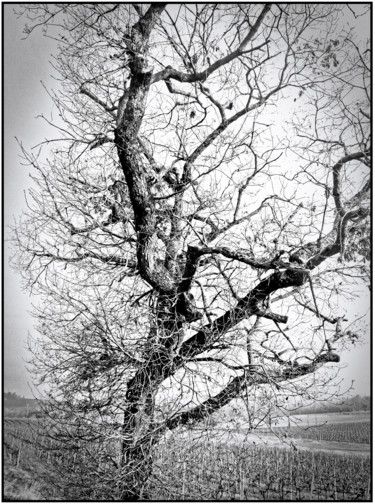 Photographie intitulée "l'arbre-nu.jpg" par Chupalia, Œuvre d'art originale