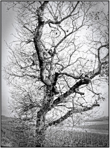 "l'arbre-nu.jpg" başlıklı Fotoğraf Chupalia tarafından, Orijinal sanat