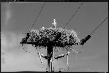 Photography titled "l'ALLIANCE#01.jpg" by Chupalia, Original Art, Digital Photography