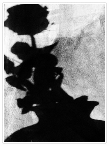 Photographie intitulée "L'ombre de la rose" par Chupalia, Œuvre d'art originale, Photographie non manipulée