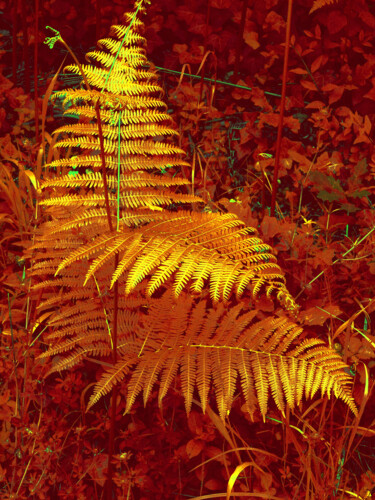 Fotografia zatytułowany „La fougère d'or” autorstwa Chupalia, Oryginalna praca, Fotografia cyfrowa