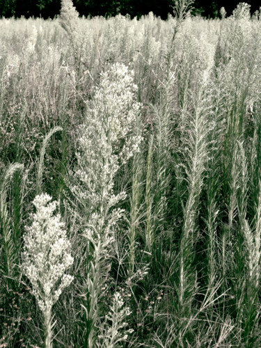 Photographie intitulée "Herbacée # 2" par Chupalia, Œuvre d'art originale